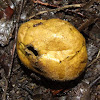 Umber-brown puffball