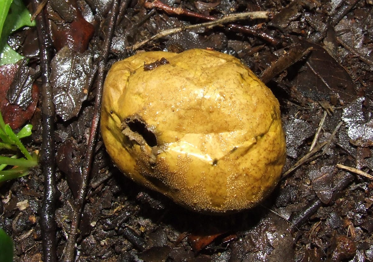 Umber-brown puffball