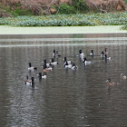 Ring-Necked Ducks