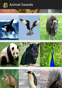 Free Animal Sounds With Images APK