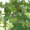 Smiley Face Spider