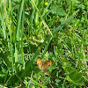 Pearl Crescent Butterfly