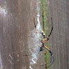 Corn spider, also writing spider and black and yellow garden spider