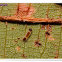 Common Tinsel Caterpillar