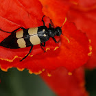 CMR blister beetle