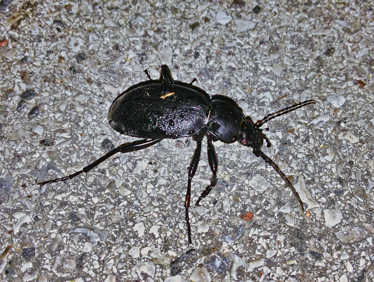 Leather Beetle