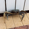 Blue Land Crab (Giant Land Crab)