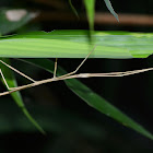 Stick Insect