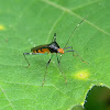 colourful broad-headed bug