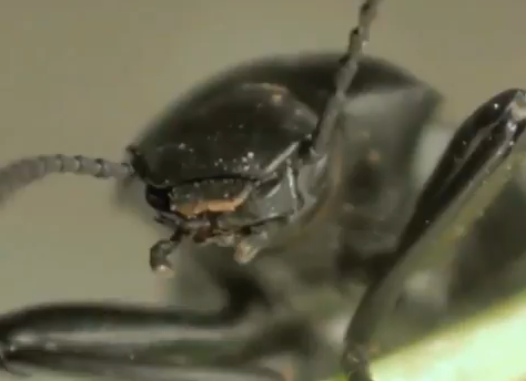 California Broad-necked Darkling Beetle