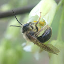 American Bladdernut