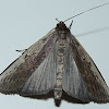 Notodontid moth 