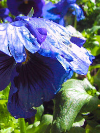 Z Lcd Amoled Flowers Wallpaper poster 6