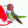 Anna's Hummingbird