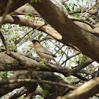 Brahminy Myna