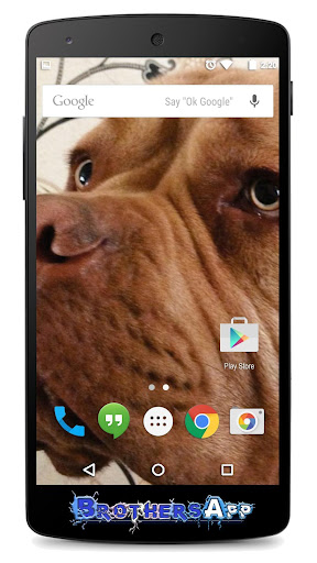 【免費個人化App】Cane Corso Background-APP點子