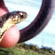 Common garter snake