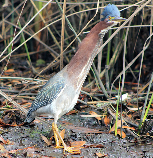 Little Green Heron | Project Noah