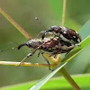 Weevils (mating)