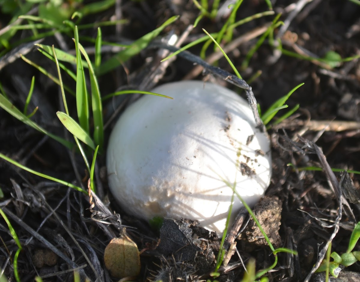 Unknown Round White Mushroom