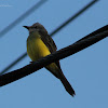 Sirirí común - Tropical Kingbird