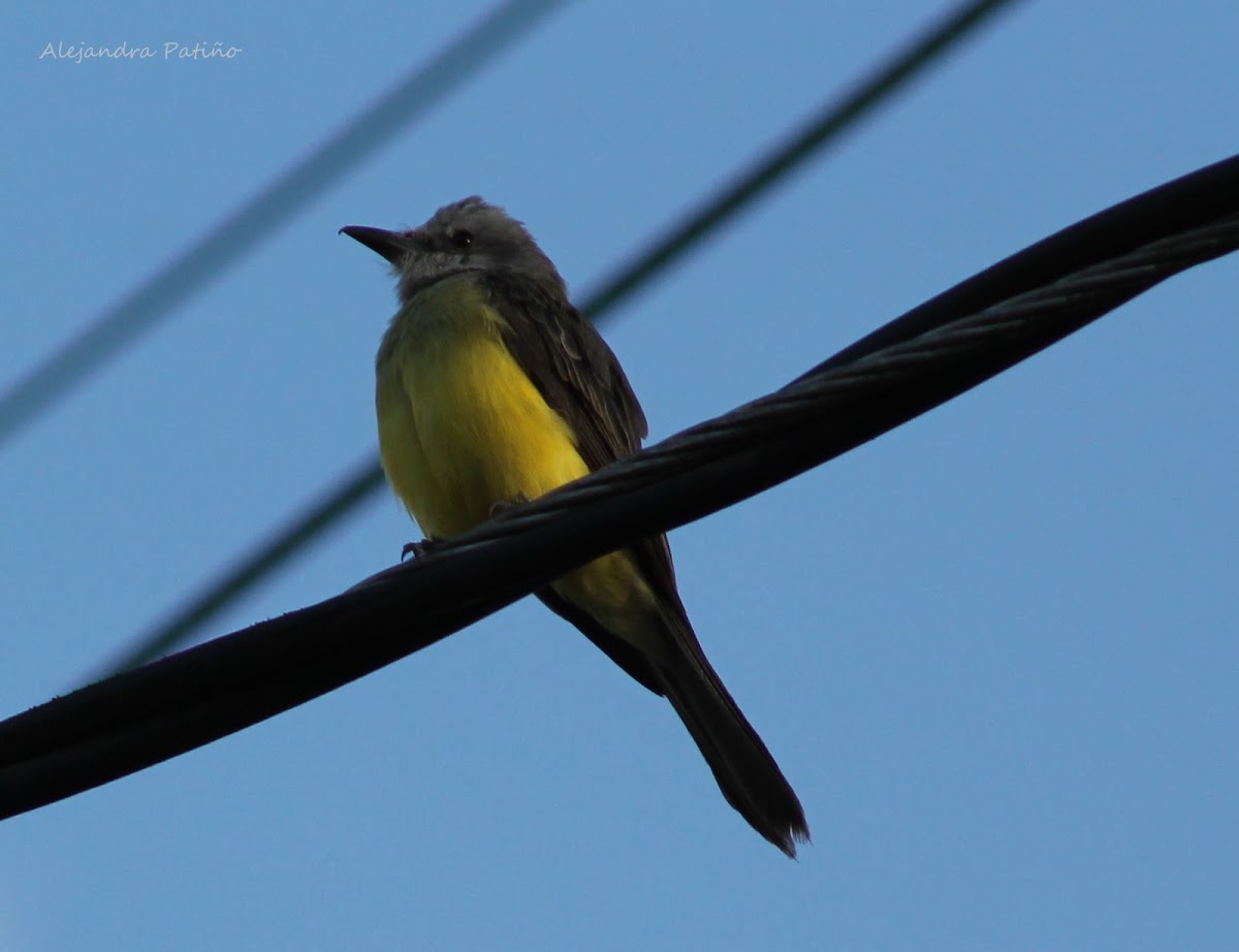 Sirirí común - Tropical Kingbird