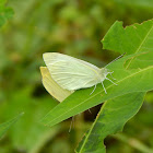 Cabbage White