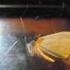spider and emerald geomtrid moth