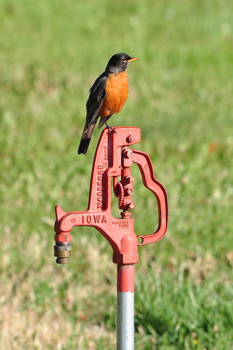 American Robin