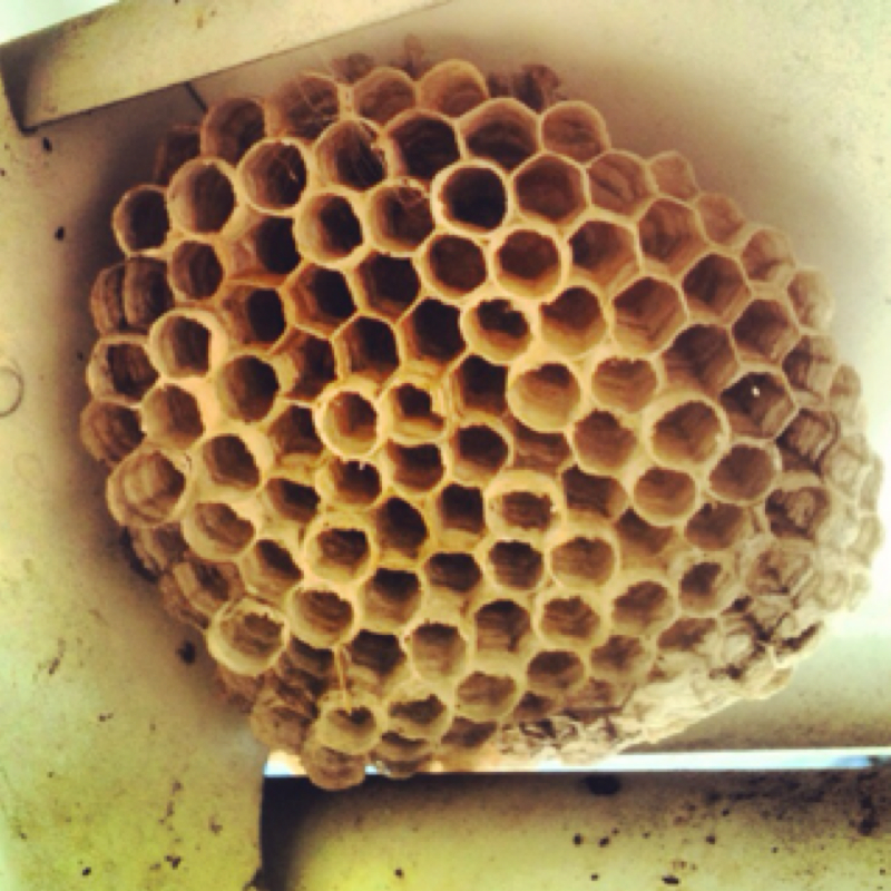 Paper or Umbrella Wasp Nest