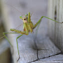 Chinese Mantis