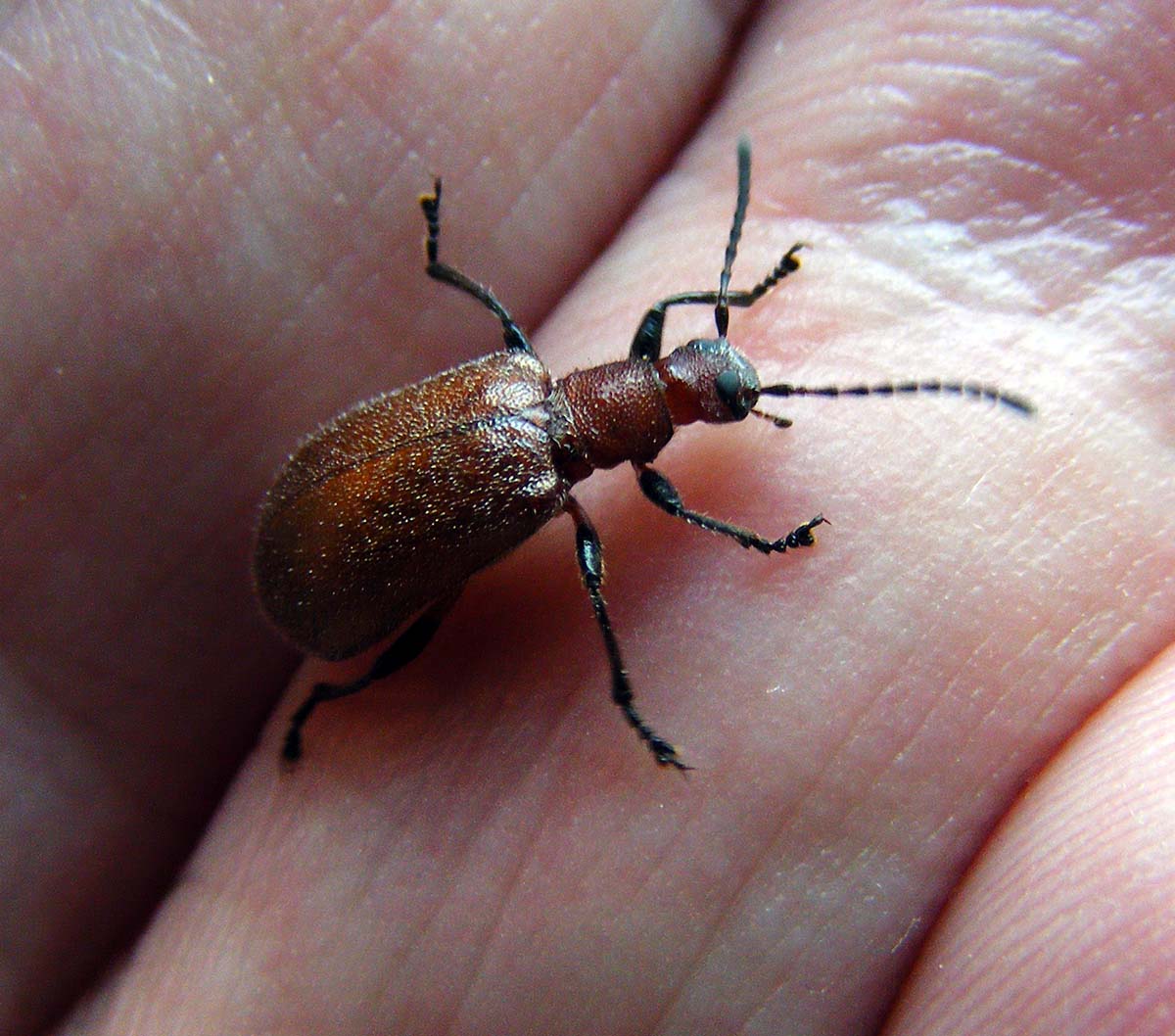 Honeybrown Beetle