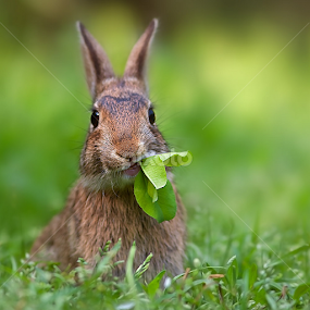 i eat by Stefano Ronchi - Animals Other Mammals
