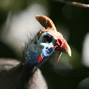 Helmeted Guineafowl