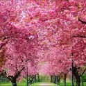 Spring Live Wallpaper icon