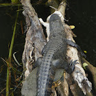 American Aligator and Turtle