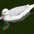 White-cheeked Pintail Duck
