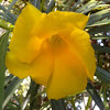 [S] Yellow Oleander