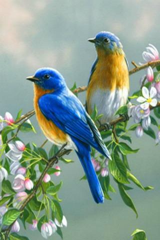 Singing Birds Live Wallapaper