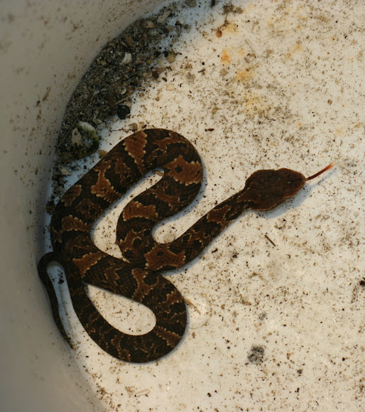 Cotton Mouth Project Noah