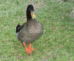 I Am Duck by Cecilia Laird -  