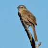 Botteri's sparrow