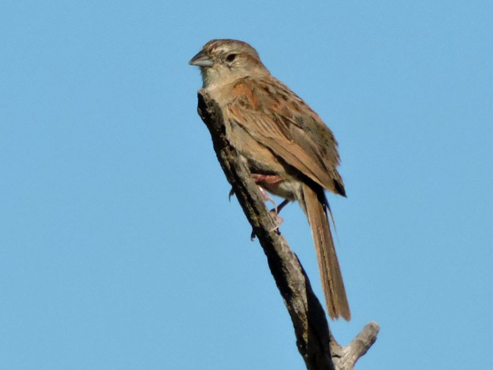 Botteri's sparrow