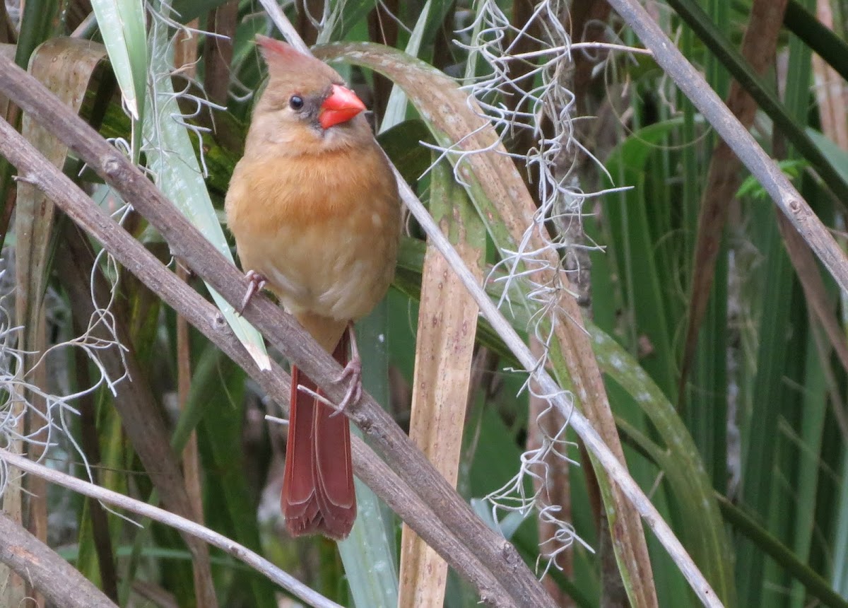 Nothern Cardinal (female)