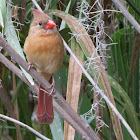 Nothern Cardinal (female)
