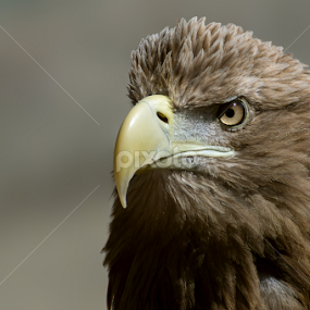 White Tailed Sea Eagle by Mike Hawkwind - Animals Birds