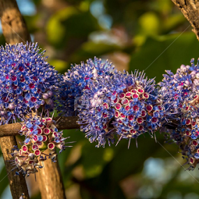 by Sanjay Nagaonkar - Flowers Flowers in the Wild
