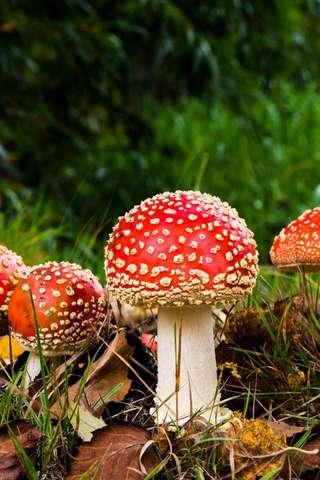 Amanita Muscaria Puzzle