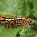 Lackey moth caterpillar