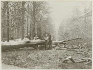 Vier mannen zagen een boom om bij landhuis De Wildbaan, Driebergen